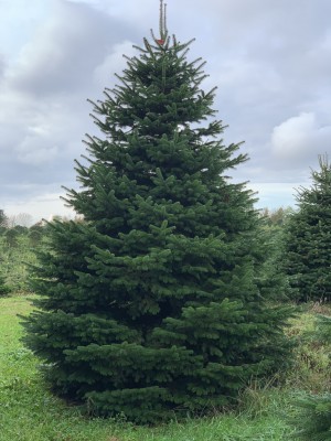 Brad Natural de Craciun Nordmann Premium 300-350 cm