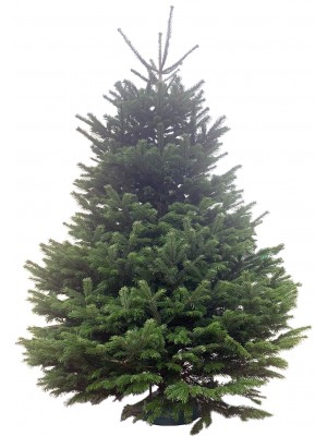 Brad Natural de Craciun Nordmann TOP QUALITY Special Edition 250-300 cm