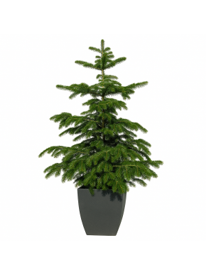 Brad cu Radacina Crescut in Ghiveci Nordmann TOP QUALITY 160-180 cm