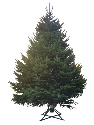 Brad Natural de Craciun Nordmann TOP Premium 300-350 cm