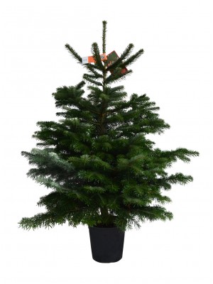 Brad cu Radacina Crescut in Ghiveci Nordmann TOP QUALITY 120-140 cm