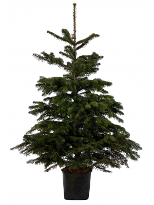 Brad cu radacina crescut in ghiveci  nordmann TOP QUALITY 100-120 cm