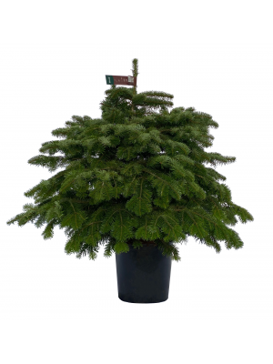 Brad cu radacina crescut in ghiveci  Nordmann TOP QUALITY 60 - 80 cm