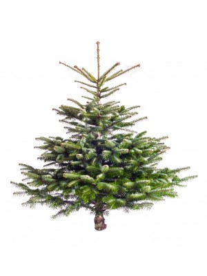 Brad Natural de Craciun Nordmann Natural 100-150 cm