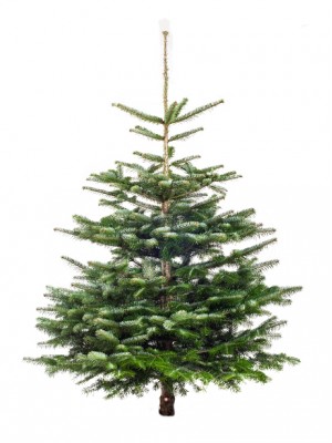 Brad Natural de Craciun Nordmann Premium 100 - 125 cm