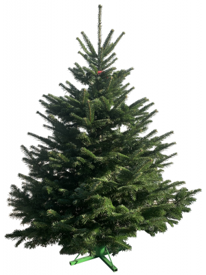 Brad Natural de Craciun Nordmann Premium 175-200 cm