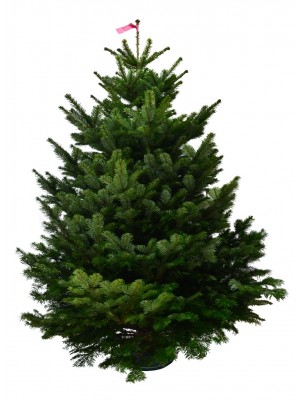 Brad natural de Craciun Nordmann Top Quality Special Edition 175-200 cm