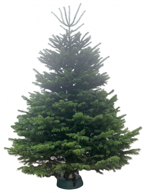 Brad Natural de Craciun Nordmann TOP QUALITY Special Edition 200-225 cm