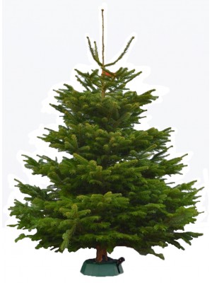 Brad natural de Craciun Nordmann TOP QUALITY Special Edition 150-175 cm