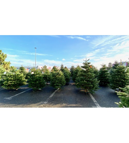 Brad Natural de Craciun Nordmann Premium 200-225 cm