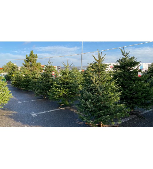 Brad Natural de Craciun Nordmann Premium 200-225 cm