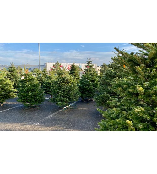 Brad Natural de Craciun Nordmann Premium 150-175 cm