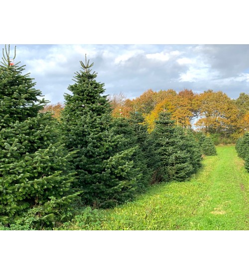 Brad Natural de Craciun Nordmann TOP QUALITY Special Edition 200-225 cm