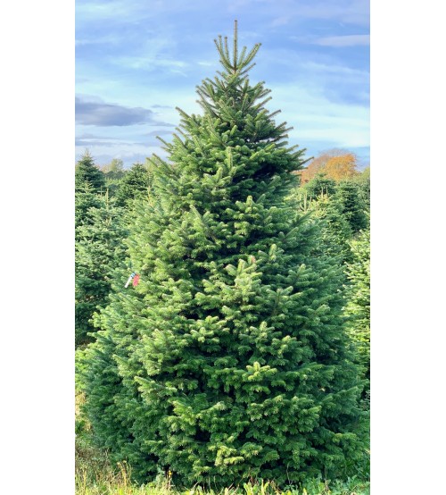 Brad Natural de Craciun Nordmann TOP QUALITY Special Edition 200-225 cm