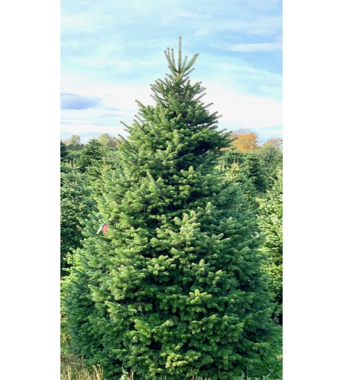 Brad Natural de Craciun Nordmann TOP QUALITY Special Edition 200-225 cm