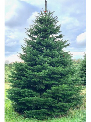 Brad Natural de Craciun Nordmann TOP QUALITY Special Edition 225-250 cm