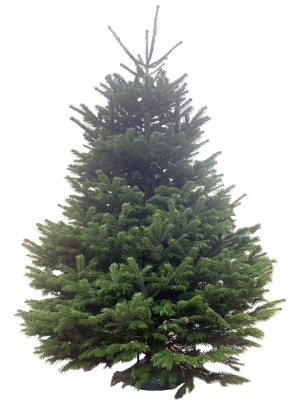 Brad Natural de Craciun Nordmann Top Premium 350-400 cm