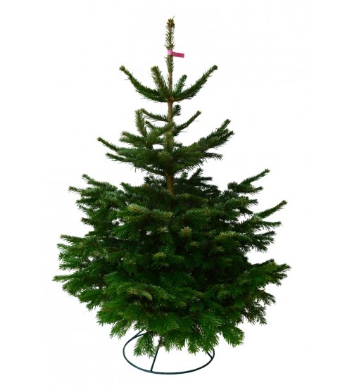 Brad Natural de Craciun Nordmann TOP QUALITY Special Edition 100-125 cm