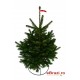 Brad Natural de Craciun Nordmann TOP QUALITY Special Edition 100-125 cm