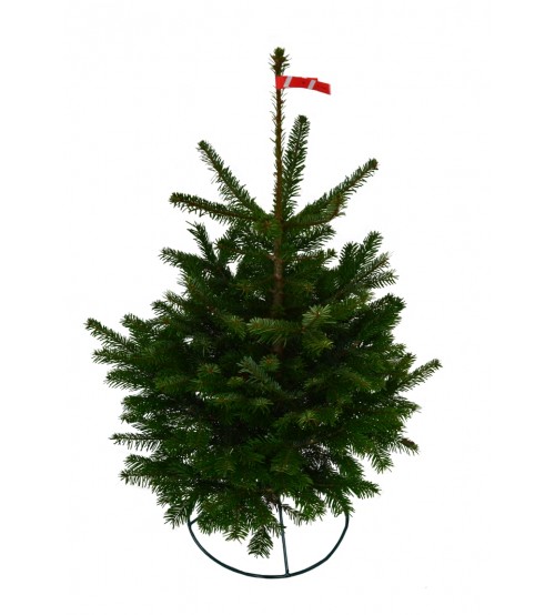 Brad Natural de Craciun Nordmann TOP QUALITY Special Edition 100-125 cm