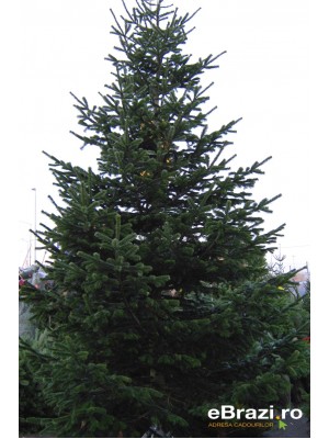 Brad Natural de Craciun Nordmann Top Premium 450-500 cm